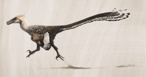 thewoodparable:Illustrations of Velociraptor mongoliensis and Protoceratops andrewsi done for the la