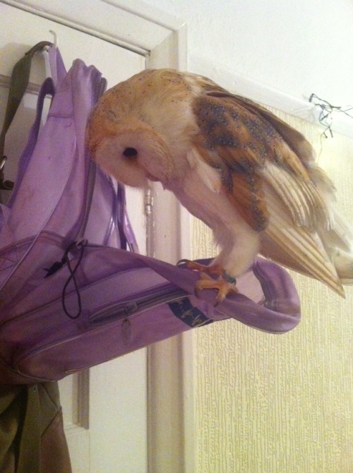 pity-sex: We watched some episodes of sailor moon and i went to go pee, found her in my bag She&rsqu