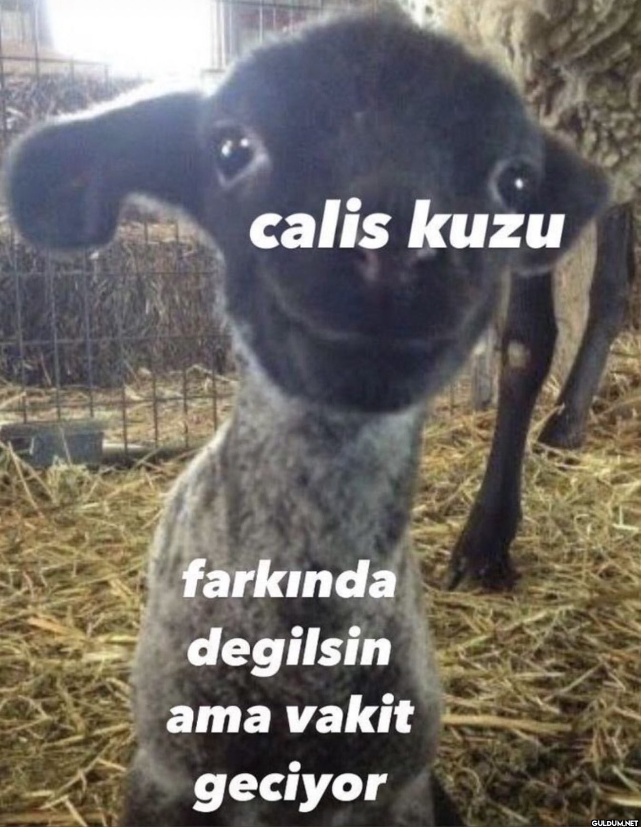 calis kuzu farkında...