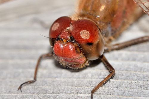 Cherry-faced Meadowhawk &lsquo;Sympetrum internum&rsquo; dragonfly macro, Toronto [OC] [2048