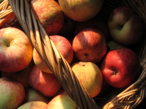 apple harvest (by prairiegirl studio)