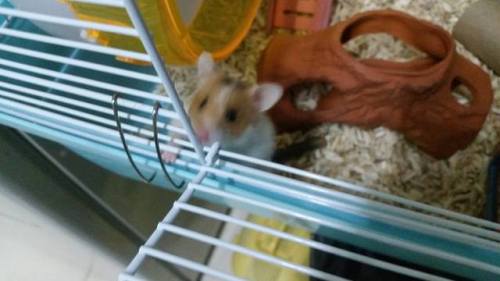 I wish everyone could see my hamster Martha