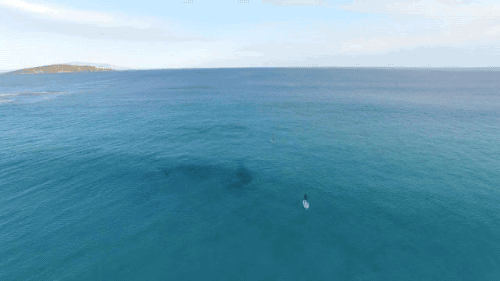 gifsboom:  Video: Paddle Boarding with Whales