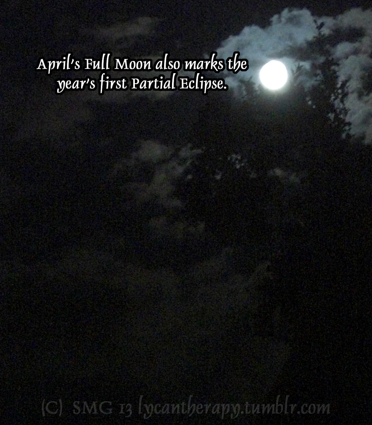 lycantherapy:  I hope all you lovely wolf people have a wonderful evening!
