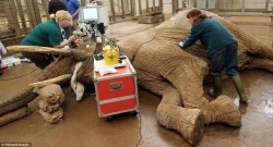 vet-trek:    She won’t forget that in a hurry: Elephant rubs her eye in disbelief after cataract op to restore her sight   It was a truly mammoth undertaking, but Duchess the blind elephant will finally be able to see again after receiving what was