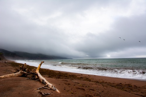 morningsandevenings:Driftwood beach