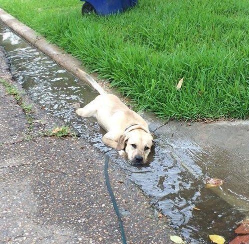 babyanimalgifs:today’s mood: sad pupper lying down in a puddle
