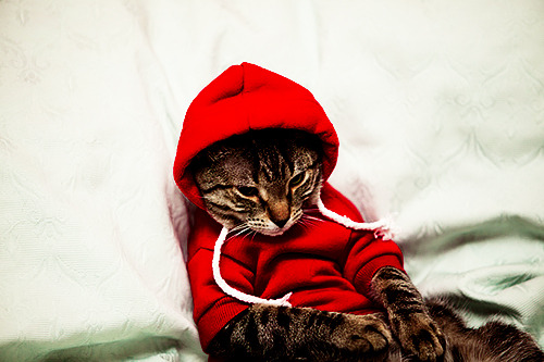 andherlifewasneverthesame:  suddenly my cat needs a hoodie 