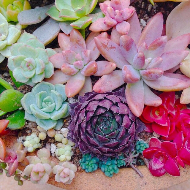 osita-mimi:  🌸Wow!!! Que increíbles colores💞💖😍 