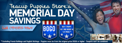 Memorial Day Super Sale - BOGO
Teacup Puppies Store 954-353-7864
http://www.teacuppuppiesstore.com/special_puppies.html #memorial #memorialday #puppies #puppy #dog #dogs