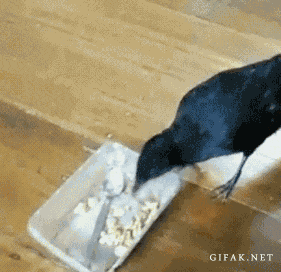 largecoin:  momther     My fav discriminatory bird
