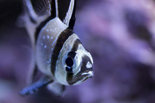 Banggai Cardinalfish (Pterapogon kauderni) are native to calm, shallow reefs surrounding the Banggai