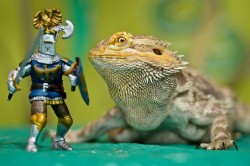 Never laugh at live dragons ~ J.R.R. Tolkien  (Bearded Dragon