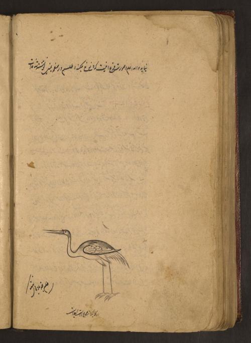 Omen bird, the heron, on LJS 414, Astrological compendium, fol. 152v. Written at the madrasah of ʻAl