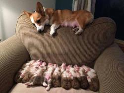 dawwwwfactory:  Mama Corgi prefers to stare at her babies rather than sleep Click here for more adorable animal pics!