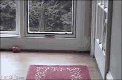 4gifs:  Dog tries to fit through the cat door