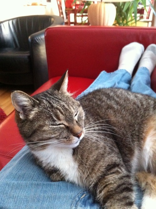 warningthissideup: pictures of my old cat master post, bless your feline heart you are missed greatl