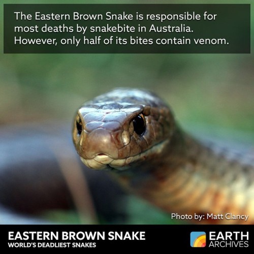 The Eastern Brown Snake is the second deadliest snake on Earth. It can be found in urban areas in Au