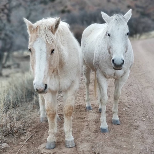 Random #Horse lovins #Horses #ShelfRoad #Majestic #CrippleCreek #Colorado #Instagramers #InstaDaily 