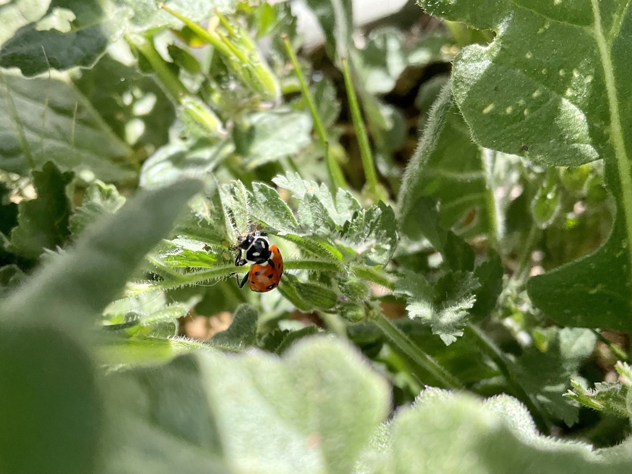 A ladybug deep within green leaves and stems.