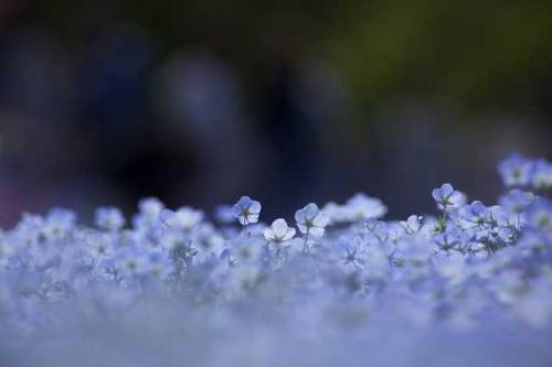  Hitachi Seaside Park: Ibaraki’s Sky Blue Nemophila Flower Garden Experience spring in Ibaraki