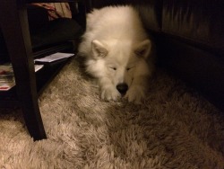 skookumthesamoyed:  cozy little spot for sleeping between the couch and the coffee table