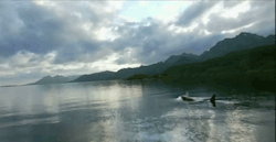 stumpytheorca:  Norwegian OrcaKiller whales