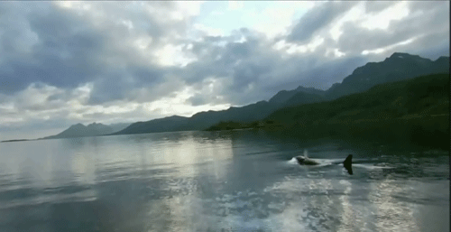 stumpytheorca:  Norwegian OrcaKiller whales beneath the waves 