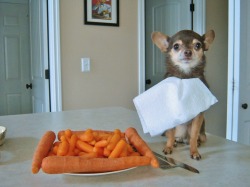 thehealthywarrior:  miamiacoda:  swaysclothingline:  asaawhiteperson:  where do you get Cheetos that big  that’s a chihuahua  Those are carrots.  this post is a mess. 