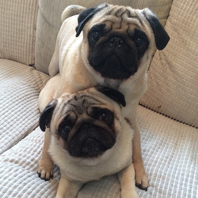 masturbenders:  PUGS &lt;3