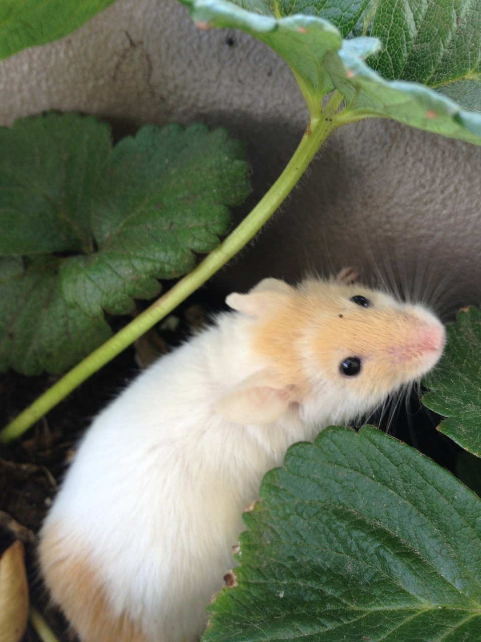 effyeahpetrats:  andmaybeasoda:  Luna’s first garden playtime! Put her in the big