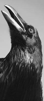 And the raven, never flitting, still is sitting,