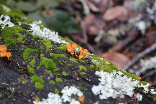 steepravine:Little Brown Jobs(Marin, California- 3/2014)