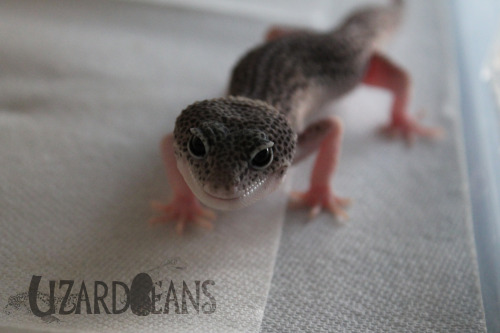 lizardbeans:You may think he looks cute, But he was actually hunting the camera and trying to bite m