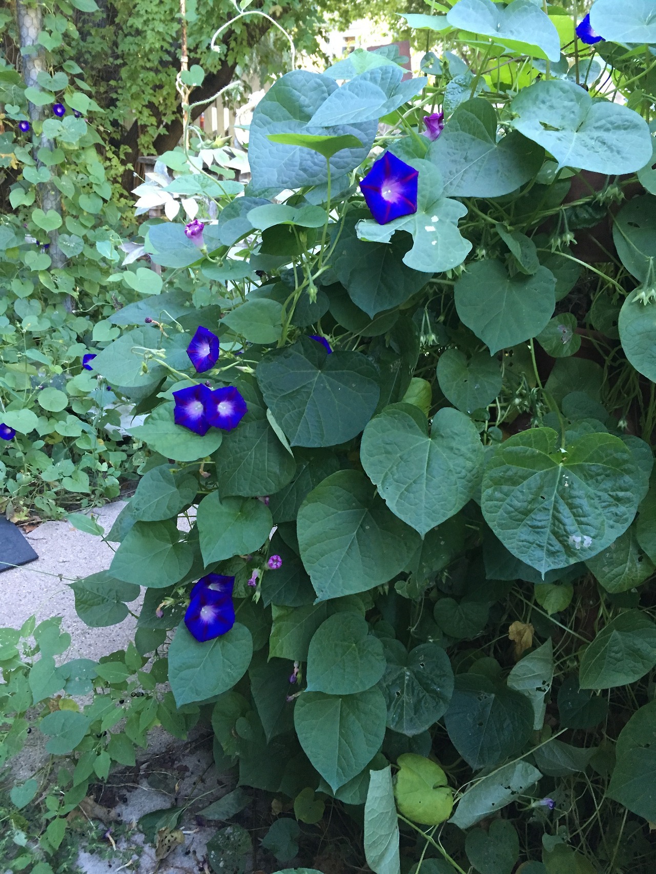 serendipitous-dream:  Morning glories, the glory of my life  9.24.2016