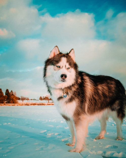 huskiesadventures: Warm winter tones.