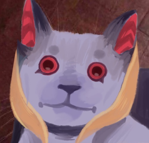 Cat Memes With Zikis