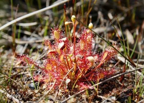 Sundews. Nothing like a cool carnivorous plant. This one was on a sandy point in Algonquin Park. pgk