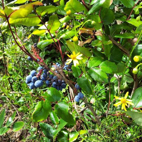 Some #blue #berries (I Guess Only Edible For Birds) And #yellow #flowers In A #bush 11.8.15 #Technologiepark