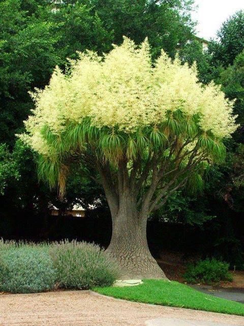 southcarolinaboy:  mjime:  flowersgardenlove:  Ponytail Palm / Elep Flowers Garden