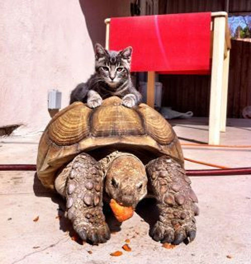 catsbeaversandducks:  &ldquo;I should buy a car.&rdquo; Photos found on Pinterest