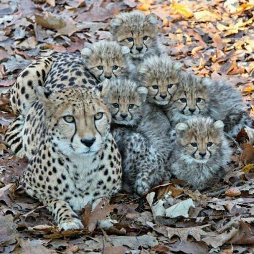 awwww-cute:Cheetah family (Source: http://ift.tt/2qPJf0j)