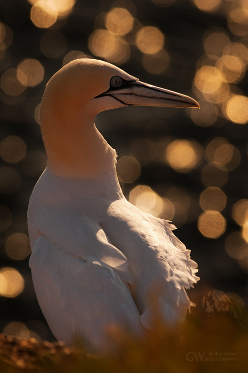 fairy-wren: northern gannet (photo by michal dobes)