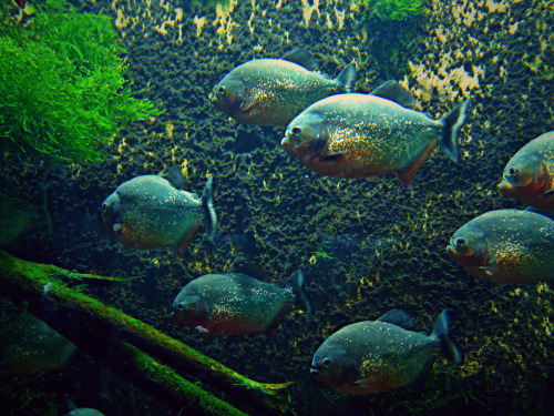 #TAMPERE IMPRESSIONSSome pictures from the Aquarium at the Särkänniemi Amusement Park in Tampere.