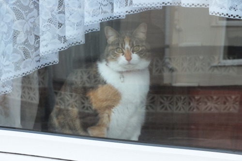 Pretty Moggy in the Window (by Moldovia)