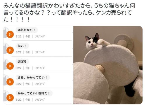 y-kasa:  モンゴルナイフ 「みんなの猫語翻訳かわいすぎたから、うちの猫ちゃん何言ってるのかな？？って翻訳やったら、ケンカ売られてた！！！！ https://t.co/5tJgd2nn4r」 / Twitter