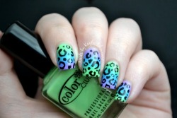  Peacock Gradient & Leopard Print 