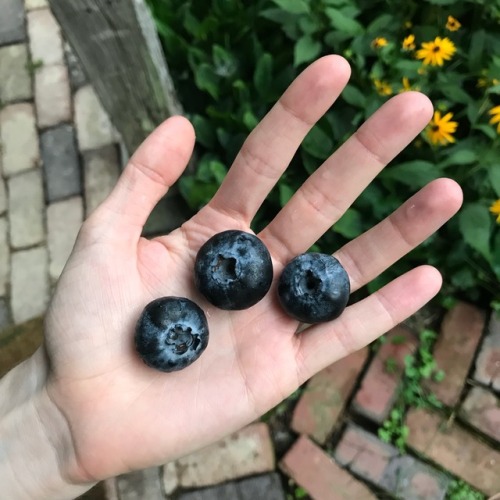bobittybob20276:micaxiii:glumshoe:gtfomyufo:glumshoe:Large blueberries, or just a really tiny hand?m