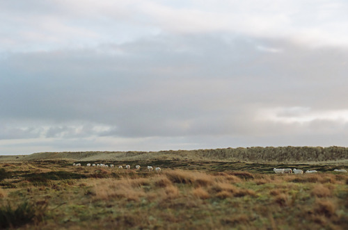 Sylt | Deutschland01/2018