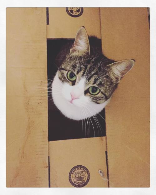 I also enjoy sitting in boxes. #happy #catbox #box #gatto #roma #eyes #cute #cat #followme #catstagr